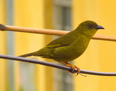 Orthogonys chloricterus