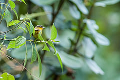 Hemispingus atropileus