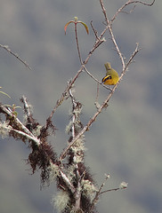 Hemispingus calophrys