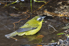 Hemispingus superciliaris