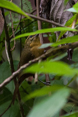 Hemispingus frontalis