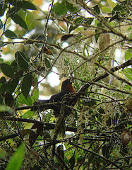 Hemispingus rufosuperciliaris