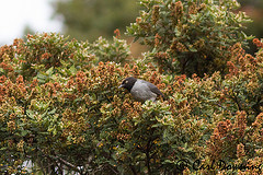 Hemispingus verticalis