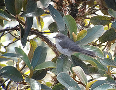 Hemispingus xanthophthalmus