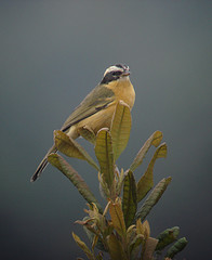 Hemispingus trifasciatus