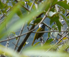 Cnemoscopus rubrirostris