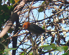 Thlypopsis fulviceps