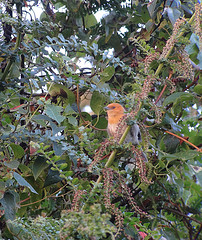 Thlypopsis pectoralis