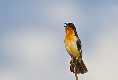 Cypsnagra hirundinacea