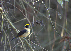 Trichothraupis melanops