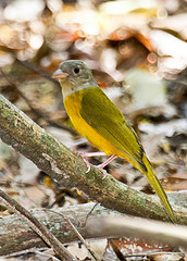 Eucometis penicillata