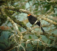 Tachyphonus cristatus