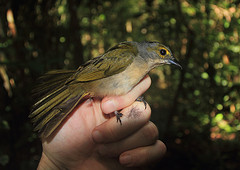 Tachyphonus surinamus