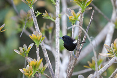 Tachyphonus luctuosus