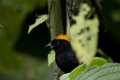 Tachyphonus delatrii