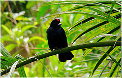 Tachyphonus coronatus