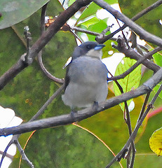 Tachyphonus phoenicius