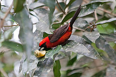 Ramphocelus nigrogularis