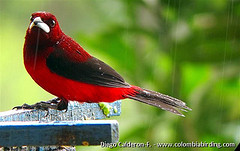 Ramphocelus dimidiatus