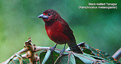 Ramphocelus melanogaster