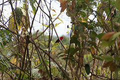 Ramphocelus bresilius