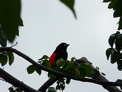 Ramphocelus passerinii