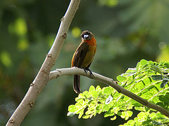 Ramphocelus costaricensis