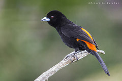 Ramphocelus flammigerus