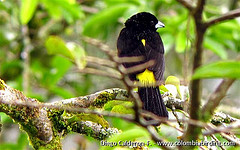 Ramphocelus icteronotus