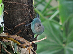 Thraupis glaucocolpa