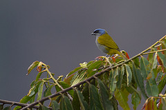 Thraupis cyanocephala