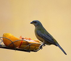 Thraupis bonariensis