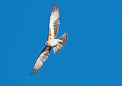 Hieraaetus morphnoides