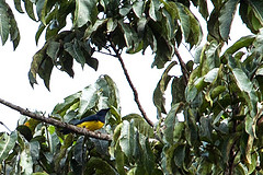 Cyanicterus cyanicterus