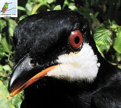 Bangsia melanochlamys