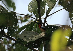 Wetmorethraupis sterrhopteron