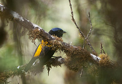 Buthraupis aureodorsalis