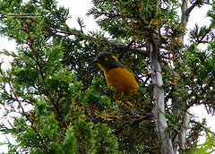 Anisognathus lacrymosus