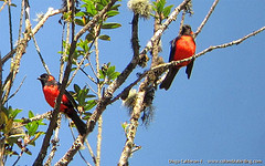 Anisognathus igniventris