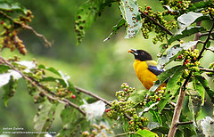 Anisognathus notabilis