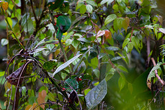 Chlorornis riefferii