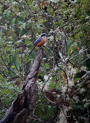 Delothraupis castaneoventris