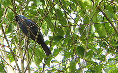 Stephanophorus diadematus