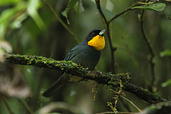 Iridosornis porphyrocephalus