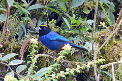 Iridosornis rufivertex