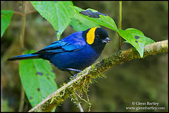 Iridosornis reinhardti