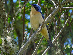 Pipraeidea melanonota