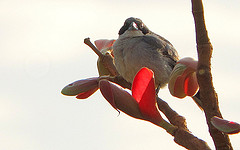 Neothraupis fasciata