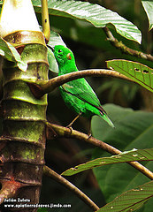 Chlorochrysa phoenicotis