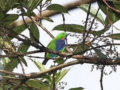 Chlorochrysa calliparaea